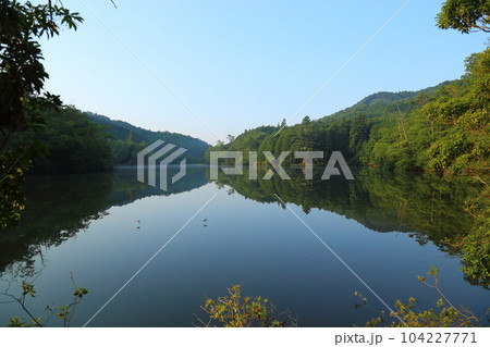 岩尾池の一本杉（滋賀県指定自然記念物） / 滋賀県甲賀市 104227771