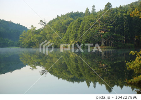 岩尾池の一本杉（滋賀県指定自然記念物） / 滋賀県甲賀市 104227896