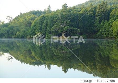 岩尾池の一本杉（滋賀県指定自然記念物） / 滋賀県甲賀市 104227900