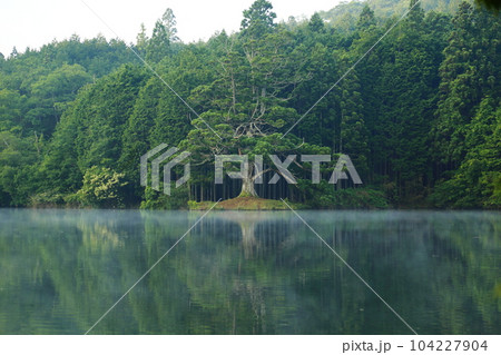 岩尾池の一本杉（滋賀県指定自然記念物） / 滋賀県甲賀市 104227904