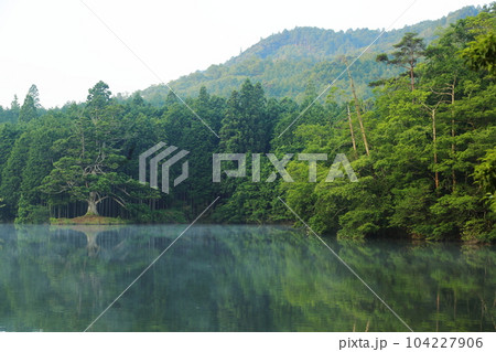 岩尾池の一本杉（滋賀県指定自然記念物） / 滋賀県甲賀市 104227906