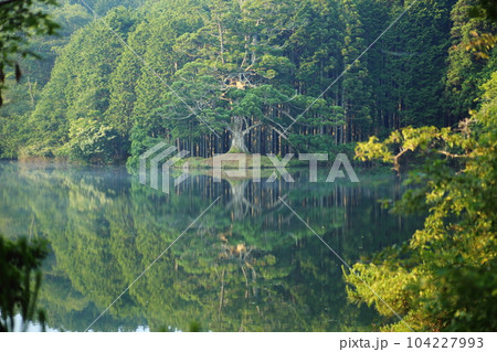 岩尾池の一本杉（滋賀県指定自然記念物） / 滋賀県甲賀市 104227993