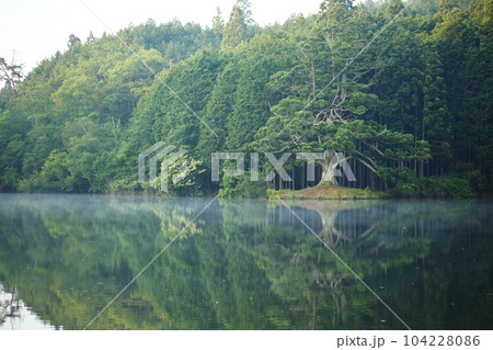 岩尾池の一本杉（滋賀県指定自然記念物） / 滋賀県甲賀市 104228086