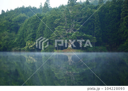 岩尾池の一本杉(滋賀県指定自然記念物) / 滋賀県甲賀市 岩尾池の一本杉(滋賀県指定自然記念物) / 滋賀県甲賀市 104228093