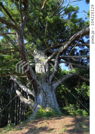 岩尾池の一本杉（滋賀県指定自然記念物） / 滋賀県甲賀市 104228129