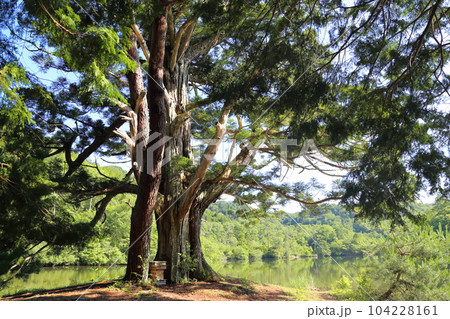 岩尾池の一本杉（滋賀県指定自然記念物） / 滋賀県甲賀市 104228161