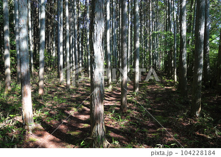 岩尾池の一本杉(滋賀県指定自然記念物) / 滋賀県甲賀市 岩尾池の一本杉(滋賀県指定自然記念物) / 滋賀県甲賀市 104228184