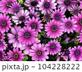 満開の美しいオステオスペルマムのピンク色の花 104228222