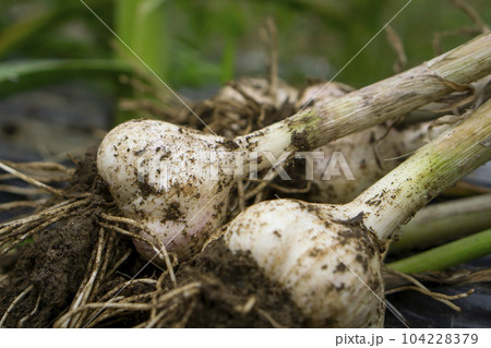 畑で収穫されたニンニクのクローズアップ 104228379