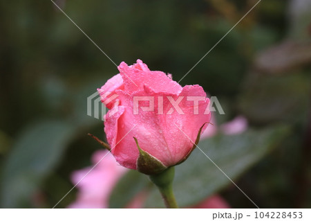 三ッ池公園を歩いた 三ッ池公園を歩いた 104228453