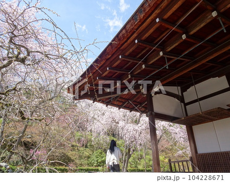 京都の桜をめぐる 天龍寺編 京都の桜をめぐる 天龍寺編 104228671