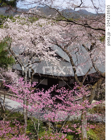 京都の桜をめぐる 天龍寺編 京都の桜をめぐる 天龍寺編 104228685