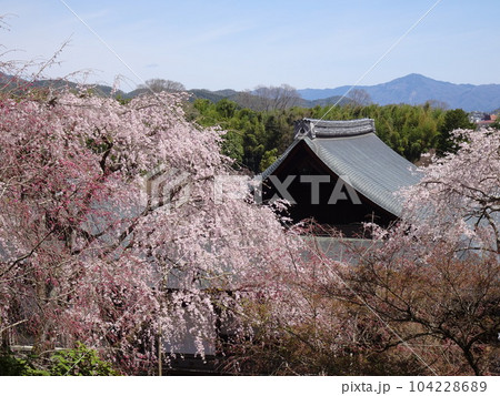 京都の桜をめぐる 天龍寺編 京都の桜をめぐる 天龍寺編 104228689