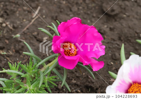 初夏の庭に咲くピンク色や白のマツバボタンの花 初夏の庭に咲くピンク色や白のマツバボタンの花 104228693