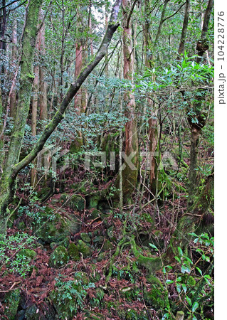 屋久杉の原生林、縄文杉トレッキングコース 104228776