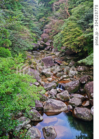 屋久杉の原生林、縄文杉トレッキングコース 屋久杉の原生林、縄文杉トレッキングコース 104228778