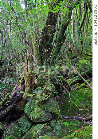 屋久杉の原生林、縄文杉トレッキングコース 104228801