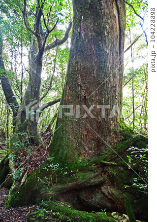 屋久杉の原生林、縄文杉トレッキングコース 104228898
