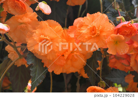 ベゴニア 104229028