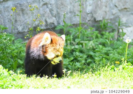 レッサーパンダ レッサーパンダ 104229049