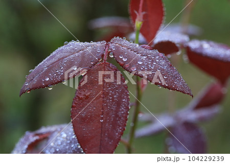 三ッ池公園を歩いた 104229239