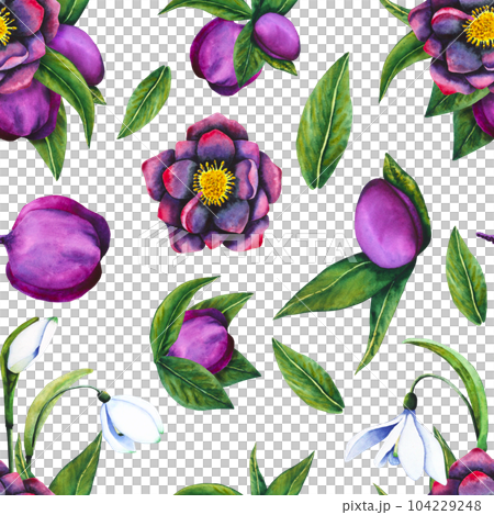 Hellebore black, snowdrop. Seamless pattern of watercolor elements on a transparent background. Hand drawn flowers, buds and leaves. Watercolor botanical work for invitations, textiles, paper products Hellebore black, snowdrop. Seamless pattern of watercolor elements on a transparent background. Hand drawn flowers, buds and leaves. Watercolor botanical work for invitations, textiles, paper products 104229248