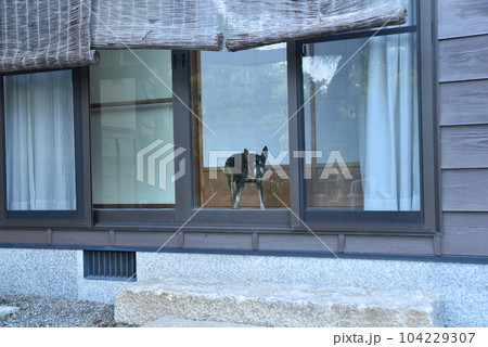 日向ぼっこして飼い主をまっている子犬の様子 104229307