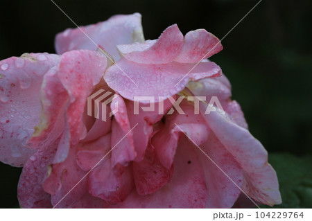 三ッ池公園を歩いた 三ッ池公園を歩いた 104229764