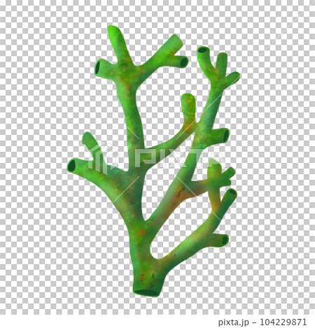 Coral 7 Coral 7 104229871