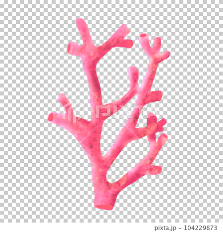 Coral 8 Coral 8 104229873