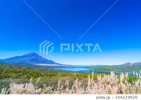 【富士山素材】快晴の山中湖パノラマ台から見る富士山とススキ【山梨県】 104229920