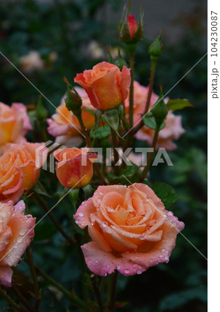 神代植物公園 春のバラフェスタ 雨上がりのバラ 神代植物公園 春のバラフェスタ 雨上がりのバラ 104230087