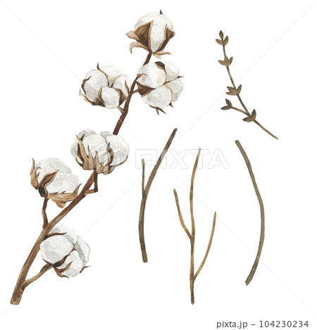 Watercolor illustration cotton and twigs. Hand drawn clipart isolated on white background. Holiday winter and autumn print. For wedding invitation, textile, scrapbooking, card, invitation Watercolor illustration cotton and twigs. Hand drawn clipart isolated on white background. Holiday winter and autumn print. For wedding invitation, textile, scrapbooking, card, invitation 104230234