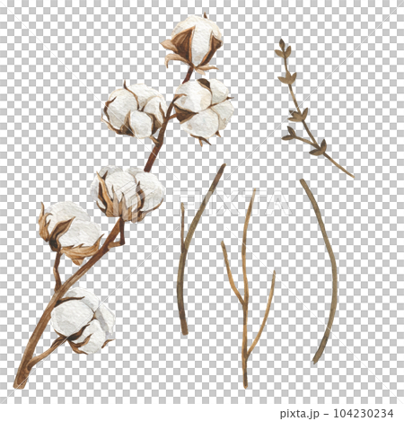 Watercolor illustration cotton and twigs. Hand drawn clipart isolated on white background. Holiday winter and autumn print. For wedding invitation, textile, scrapbooking, card, invitation Watercolor illustration cotton and twigs. Hand drawn clipart isolated on white background. Holiday winter and autumn print. For wedding invitation, textile, scrapbooking, card, invitation 104230234