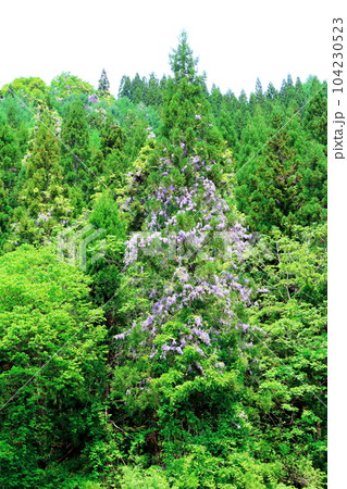 山里の藤の花 信州の藤 花と植物が織りなす色紙 山里の藤の花 信州の藤 花と植物が織りなす色紙 104230523