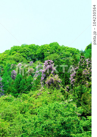 山里の藤の花 信州の藤 花と植物が織りなす色紙 山里の藤の花 信州の藤 花と植物が織りなす色紙 104230564