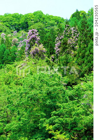 山里の藤の花 信州の藤 花と植物が織りなす色紙 山里の藤の花 信州の藤 花と植物が織りなす色紙 104230565