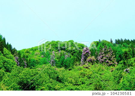 山里の藤の花 信州の藤 花と植物が織りなす色紙 山里の藤の花 信州の藤 花と植物が織りなす色紙 104230581