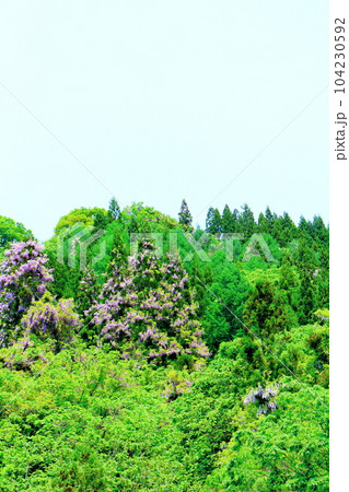 山里の藤の花 信州の藤 花と植物が織りなす色紙 山里の藤の花 信州の藤 花と植物が織りなす色紙 104230592