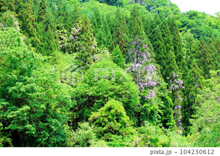 山里の藤の花　　　信州の藤　　　花と植物が織りなす色紙 104230612