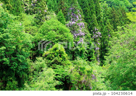 山里の藤の花 信州の藤 花と植物が織りなす色紙 山里の藤の花 信州の藤 花と植物が織りなす色紙 104230614