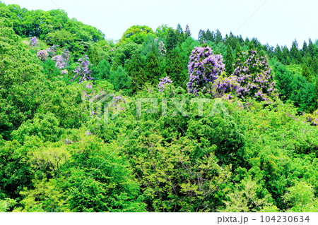 山里の藤の花 信州の藤 花と植物が織りなす色紙 山里の藤の花 信州の藤 花と植物が織りなす色紙 104230634