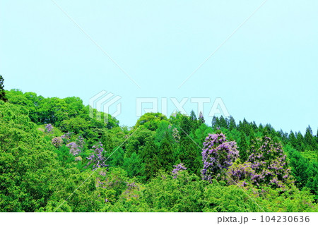 山里の藤の花 信州の藤 花と植物が織りなす色紙 山里の藤の花 信州の藤 花と植物が織りなす色紙 104230636