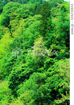 山里の藤の花　　　信州の藤　　　花と植物が織りなす色紙 104230641