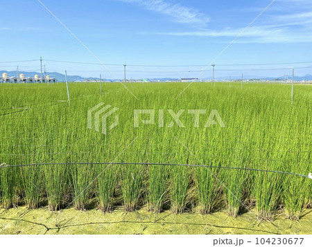 熊本県八代市鏡町　い草のイメージ 104230677