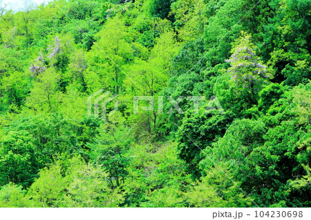 山里の藤の花　　　信州の藤　　　花と植物が織りなす色紙 104230698