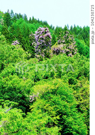 山里の藤の花 信州の藤 花と植物が織りなす色紙 山里の藤の花 信州の藤 花と植物が織りなす色紙 104230725