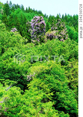 山里の藤の花 信州の藤 花と植物が織りなす色紙 山里の藤の花 信州の藤 花と植物が織りなす色紙 104230728