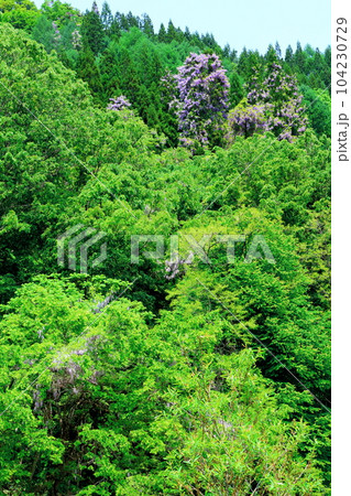 山里の藤の花　　　信州の藤　　　花と植物が織りなす色紙 104230729