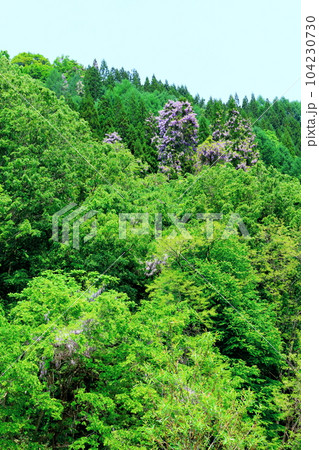 山里の藤の花 信州の藤 花と植物が織りなす色紙 山里の藤の花 信州の藤 花と植物が織りなす色紙 104230730